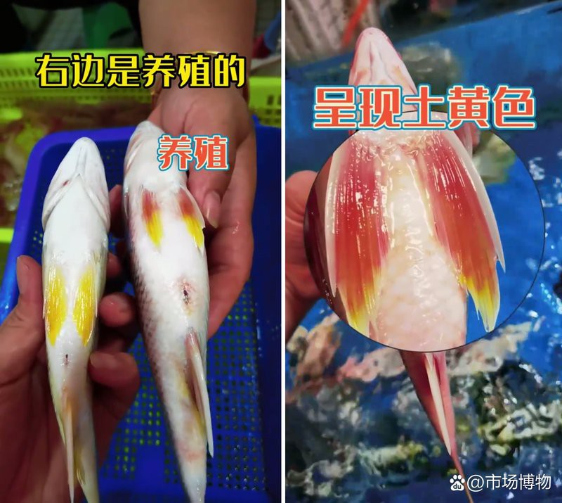 如何判斷雷龍魚鰭充血的嚴重程度？，如何判斷雷龍魚鰭充血的嚴重程度