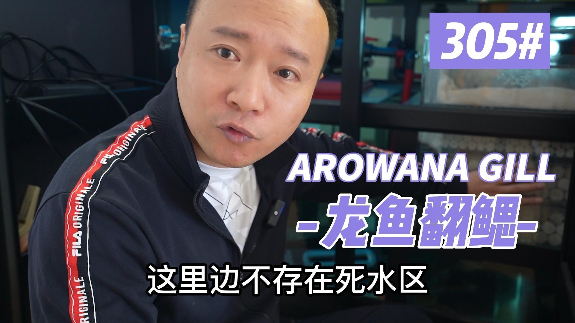 如何判斷龍魚是否翻鰓？，《如何判斷龍魚是否翻鰓》龍魚翻鰓四大原因預防起來