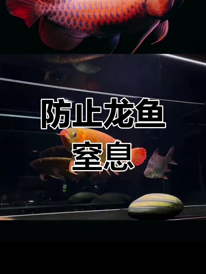 如何判斷龍魚是否翻鰓？，《如何判斷龍魚是否翻鰓》龍魚翻鰓四大原因預防起來