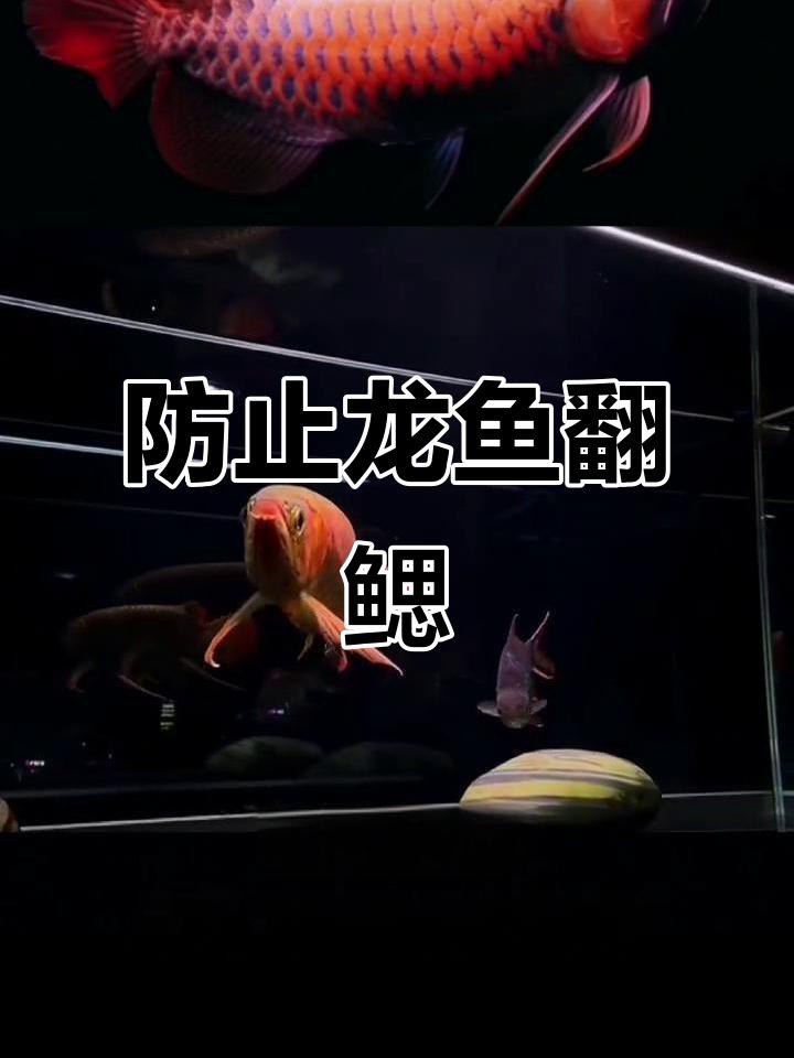 如何判斷龍魚是否翻鰓？，《如何判斷龍魚是否翻鰓》龍魚翻鰓四大原因預防起來