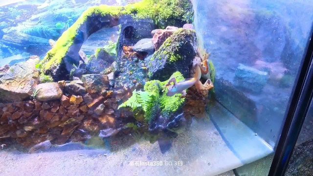 溫泉水族店，《溫泉水族店》