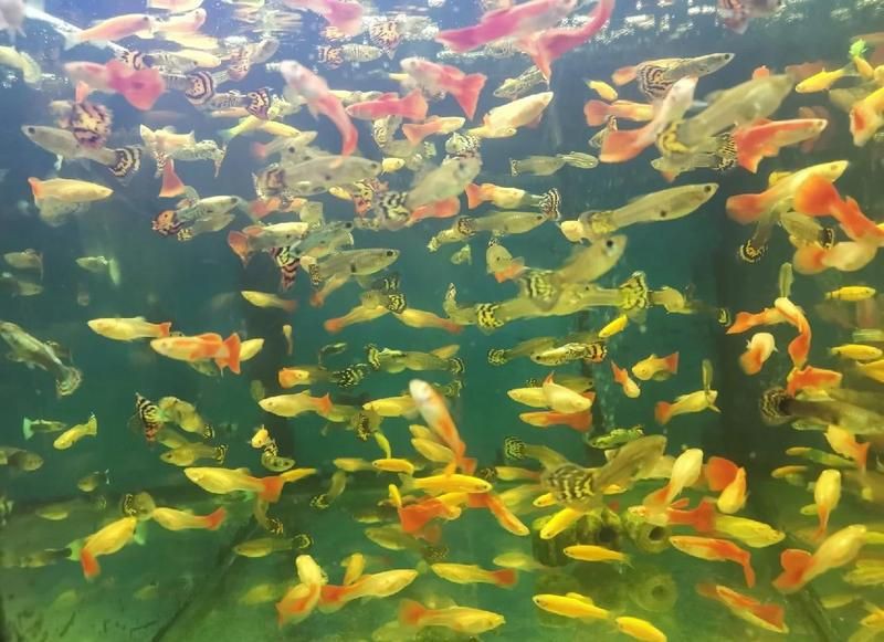 東莞水族批發市場，東莞市水族批發市場
