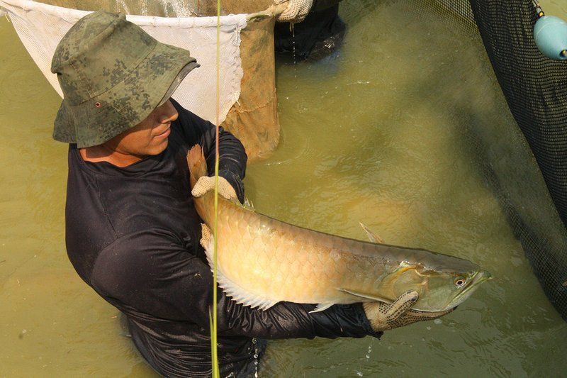 香港龍魚店，香港龍魚產(chǎn)業(yè)的獨(dú)特魅力