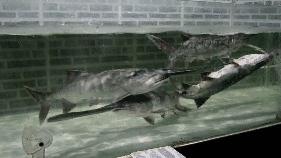 如何判斷金龍魚的年齡？，如何判斷一條魚究竟幾歲了