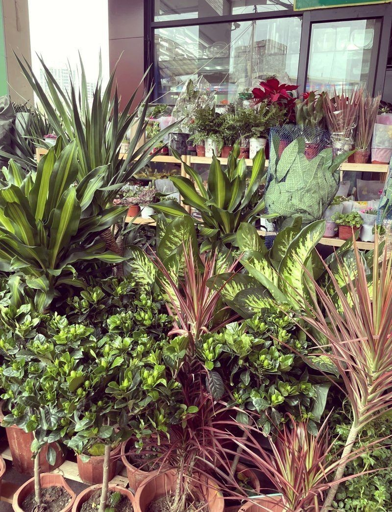 泰安水族店，泰安擁有多家特色水族店為當地水族愛好者提供了豐富的選擇