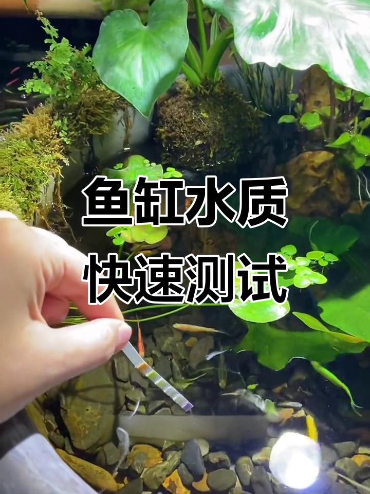 如何檢測金龍魚的水質參數？，如何判斷金龍魚的水質參數