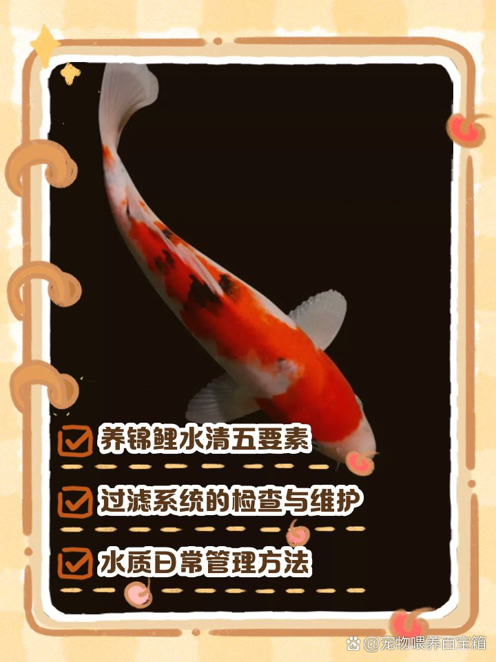 養錦鯉如何讓水質清澈，養殖錦鯉的注意事項