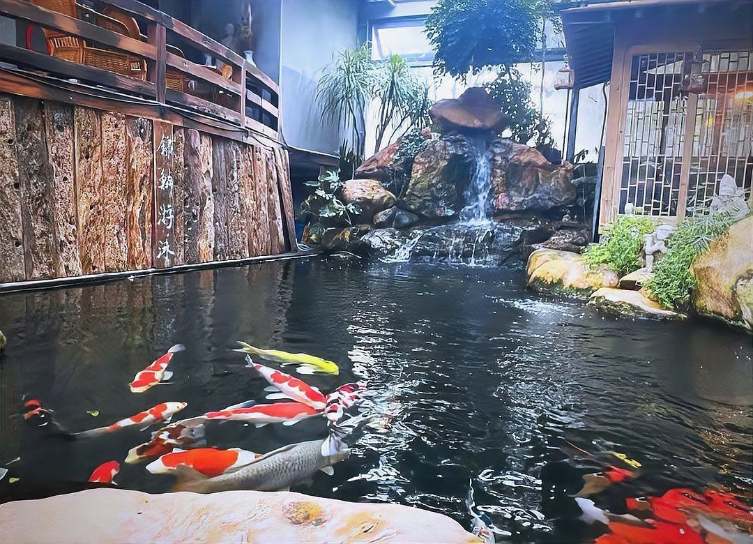 養錦鯉如何讓水質清澈，養殖錦鯉的注意事項