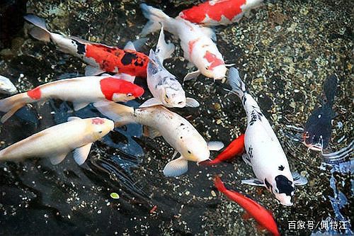 養錦鯉如何讓水質清澈，養殖錦鯉的注意事項