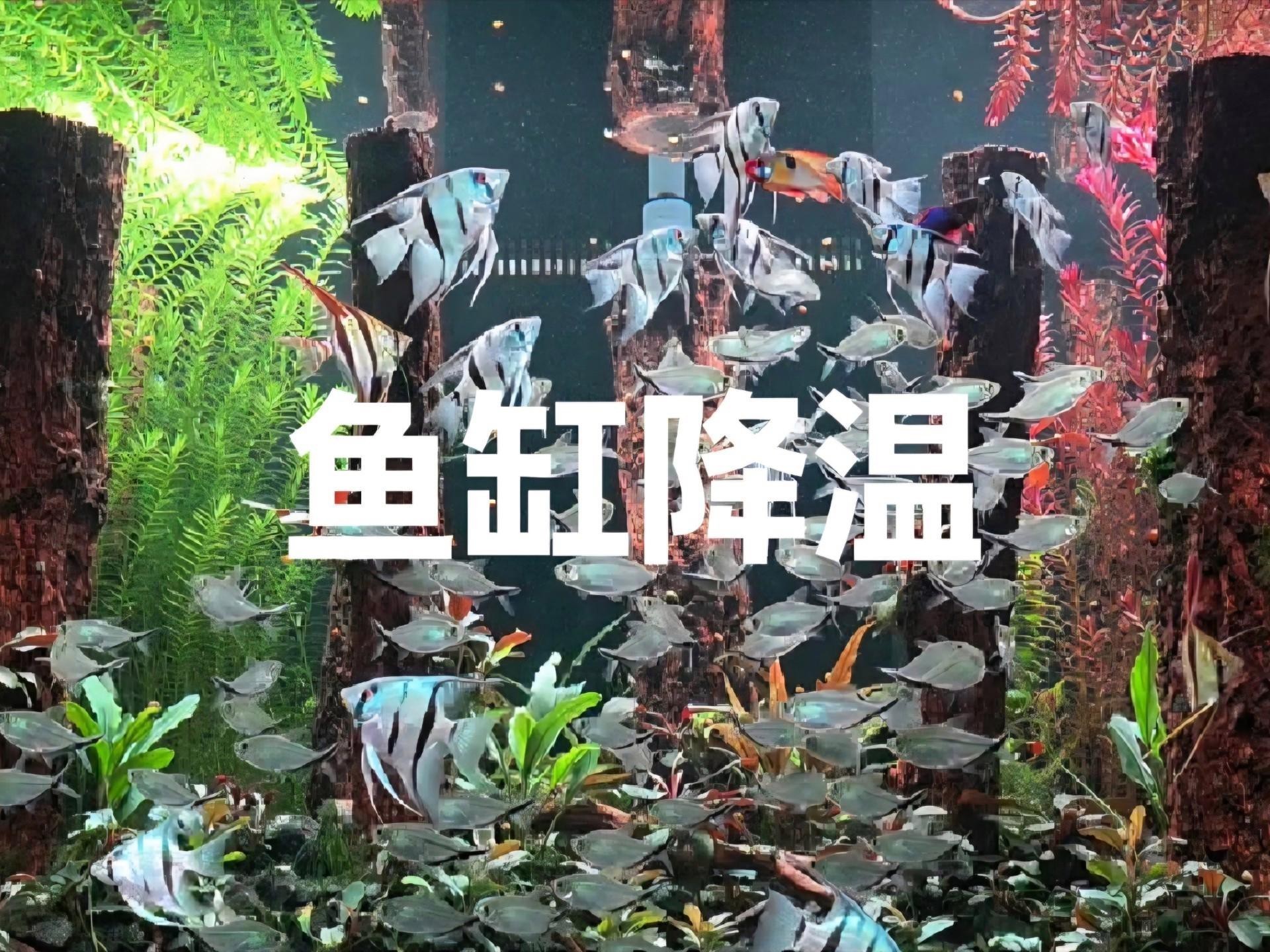 如何逐步將銀龍魚的水溫降至28度？，夏季如何給銀龍魚水溫控制在多少度