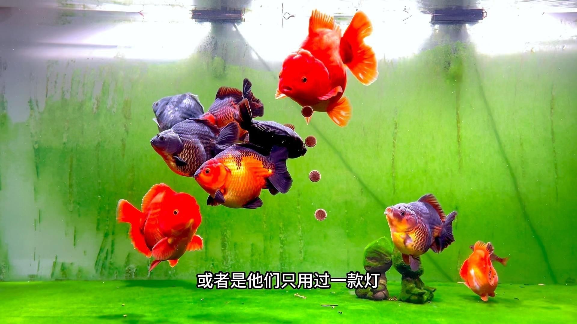 馬印水族魚缸爆藻燈，爆藻燈選擇有講究，效果大不同!