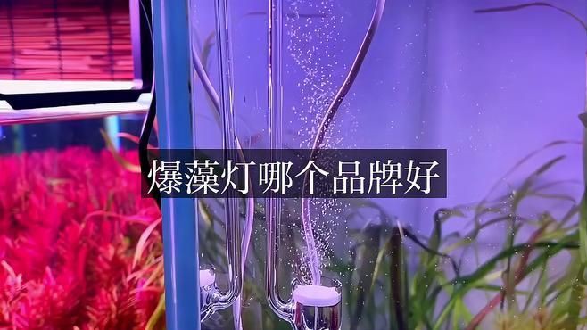 馬印水族魚缸爆藻燈，爆藻燈選擇有講究，效果大不同!