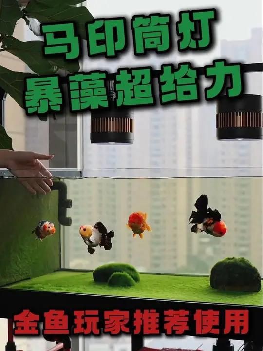 馬印水族魚缸爆藻燈，爆藻燈選擇有講究，效果大不同!