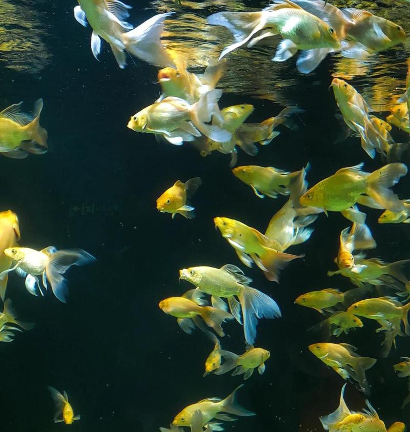 南昌水族店，南昌有哪些大型水族館