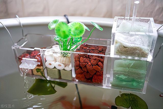 地圖魚和銀龍魚混養需要哪些設備？，地圖魚與銀龍魚混養注意事項人類關系研習社地圖魚與銀龍魚混養 地圖魚和銀龍魚混養需要哪些設備？，地圖魚與銀龍魚混養注意事項人類關系研習社地圖魚與銀龍魚混養 龍魚論壇 第4張