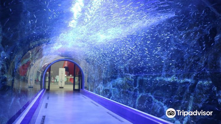 麗水水族店，麗水市水族館/水族店