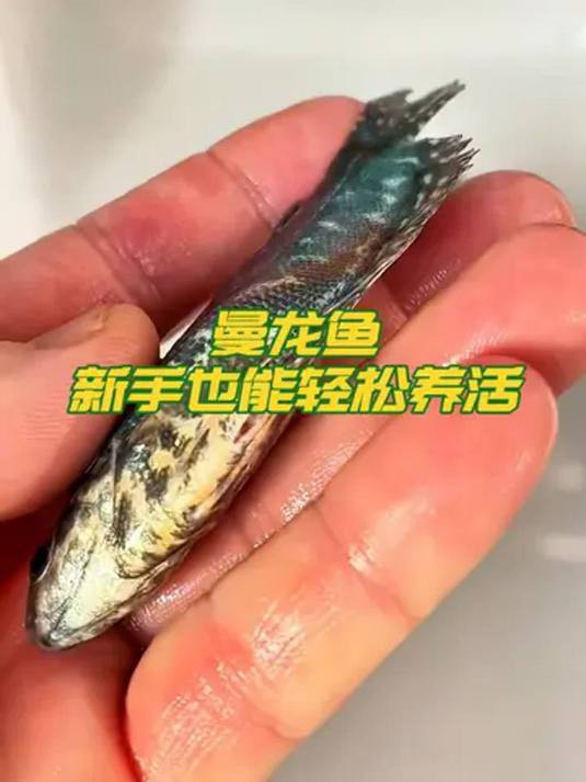 哪種龍魚更適合新手養(yǎng)殖？，中型雷龍魚嗶哩嗶哩嗶哩嗶哩嗶哩嗶哩嗶哩適合新手養(yǎng)殖