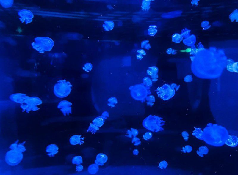 綿陽水族館，綿陽海底世界——綿陽水族館