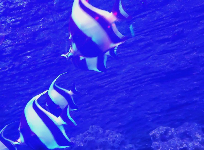 綿陽水族館，綿陽海底世界——綿陽水族館