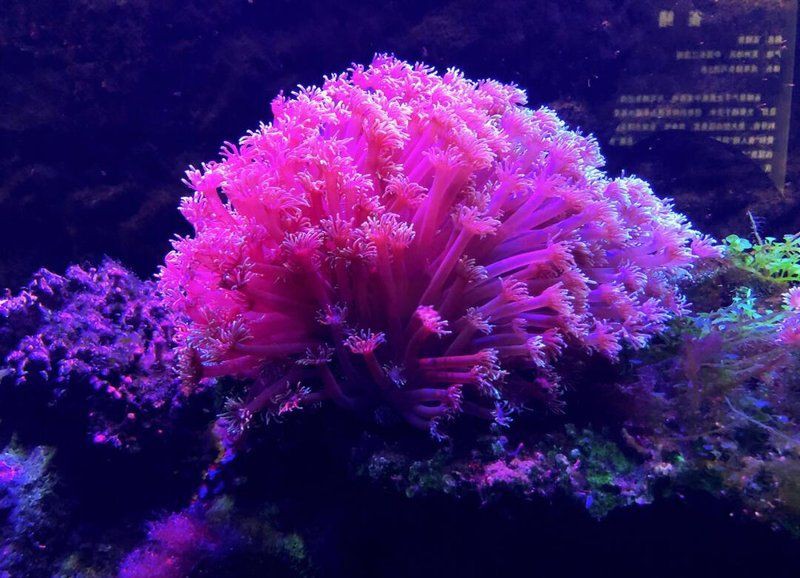 綿陽水族館，綿陽海底世界——綿陽水族館
