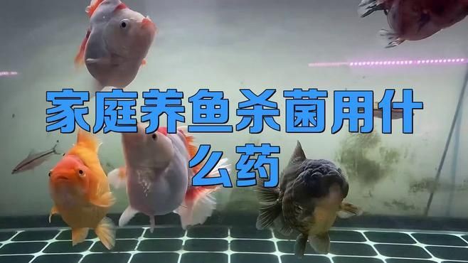 有哪些適合家庭魚缸的消毒劑，家庭養魚殺菌用什么藥