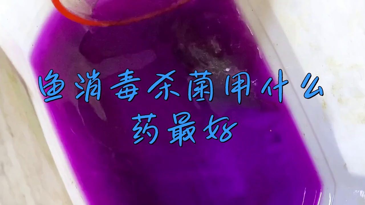 有哪些適合家庭魚缸的消毒劑，家庭養魚殺菌用什么藥