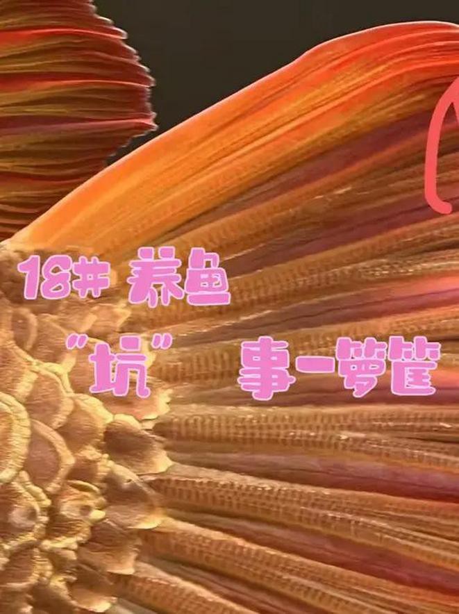 靈寶龍魚店，河南靈寶市琢龍魚店2020年6月18日注冊地址