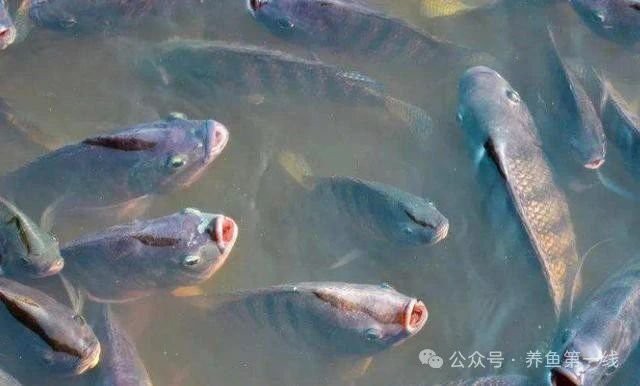 如何判斷紅龍魚是否感染細(xì)菌？，如何判斷紅龍魚是否感染細(xì)菌對(duì)保障其健康至關(guān)重要