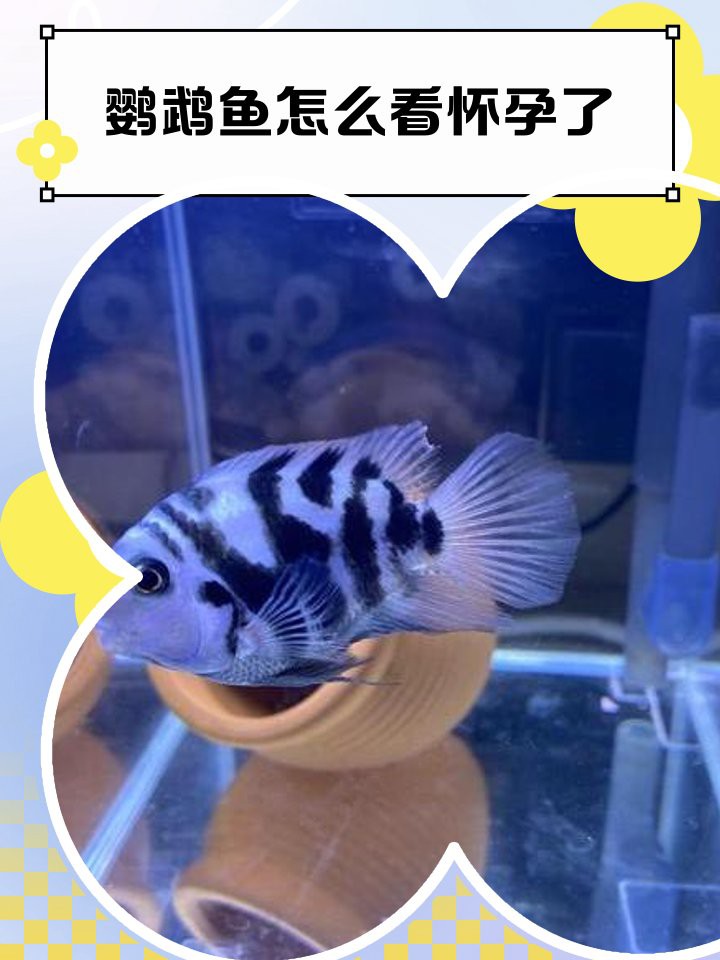 如何判斷銀龍魚是否懷孕？，如何判斷銀龍魚是否懷孕