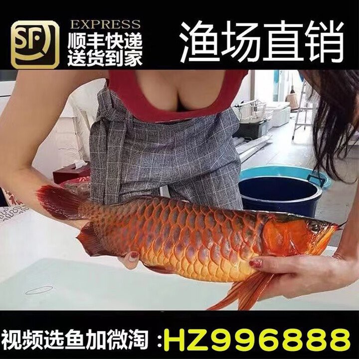 哪里可以購買到20公分過背金龍魚？，20公分過背金龍魚價格愛采購藍龍魚價格排行榜