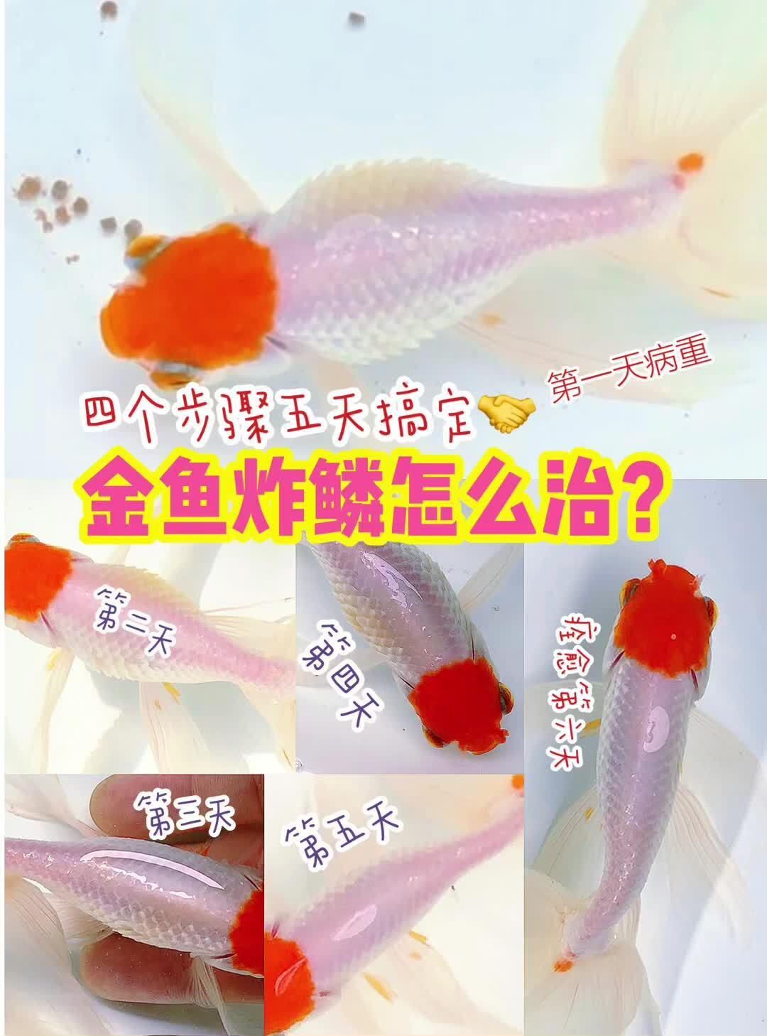 治療金魚炸鱗病需要多長時間？，金魚炸鱗怎么辦