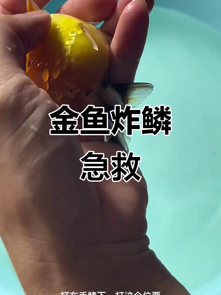 治療金魚炸鱗病需要多長時間？，金魚炸鱗怎么辦