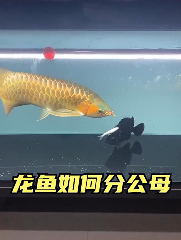如何區分紅龍魚的公母？，你知道龍魚如何分公母嗎