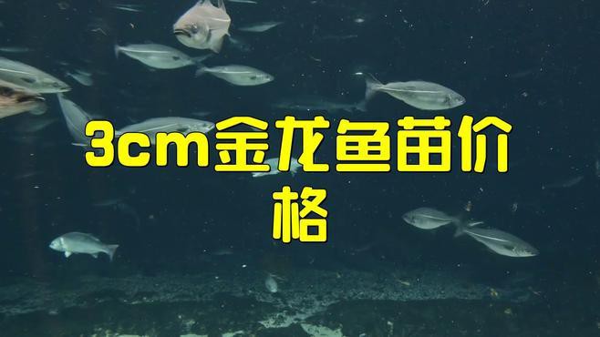 2-3cm龍魚苗的價格是多少，2-3cm龍魚苗價格大揭秘:從幾千到幾萬你知道嗎