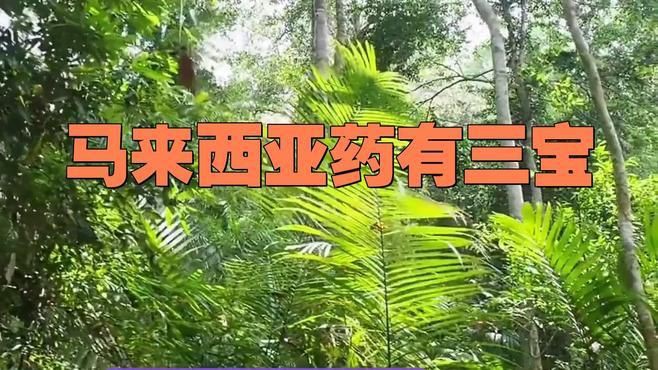 馬來西亞特產(chǎn)三寶，探秘馬來西亞解鎖特產(chǎn)三寶,珠寶珍寶無價寶