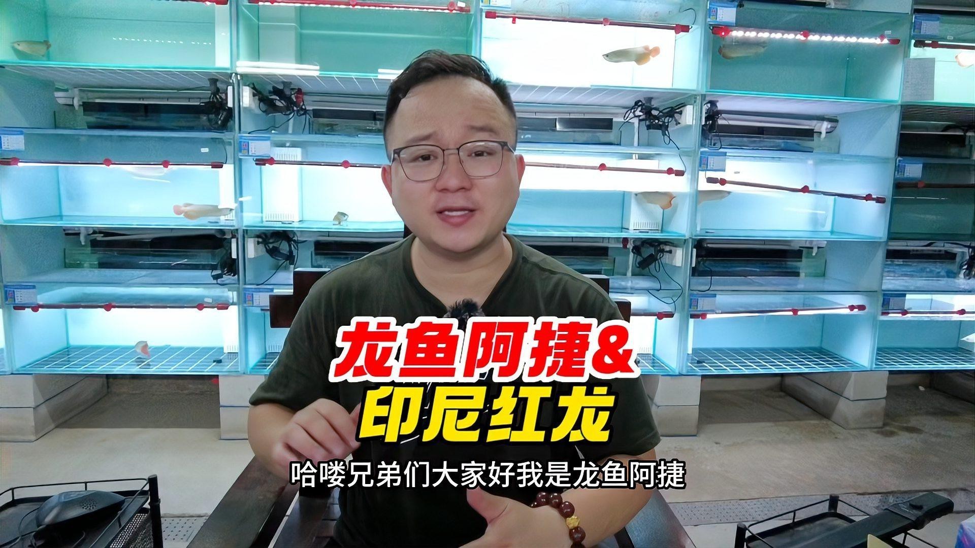 印尼紅龍哪個品種最貴？，印尼大湖魚血紅龍,六十萬美金背后的秘密