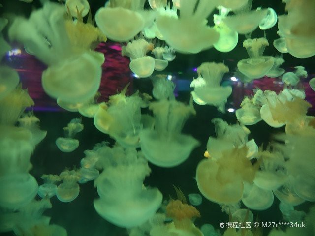 蘭山水族店，臨沂蘭山區藍珊瑚水族店提供哪些特色服務臨沂海洋世界主題公園