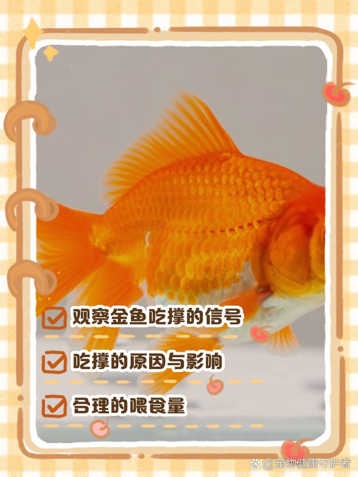 如何判斷過背金龍是否吃飽？，《如何判斷過背金龍是否吃飽》如何判斷魚是否吃飽老手教你幾招