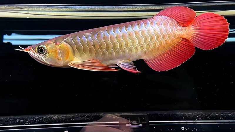 哪里可以買到真正的紅龍魚？，紅龍魚如何選購？