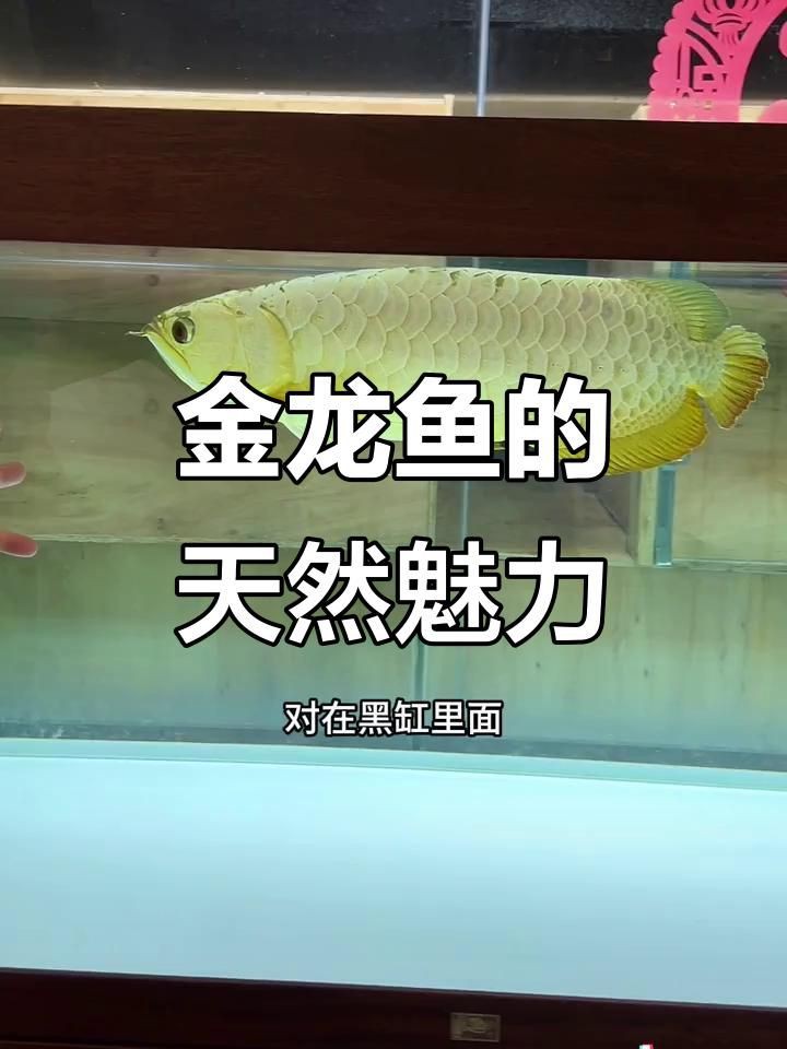 活體魚小金龍觀賞魚，活體魚小金龍的飼養與鑒賞