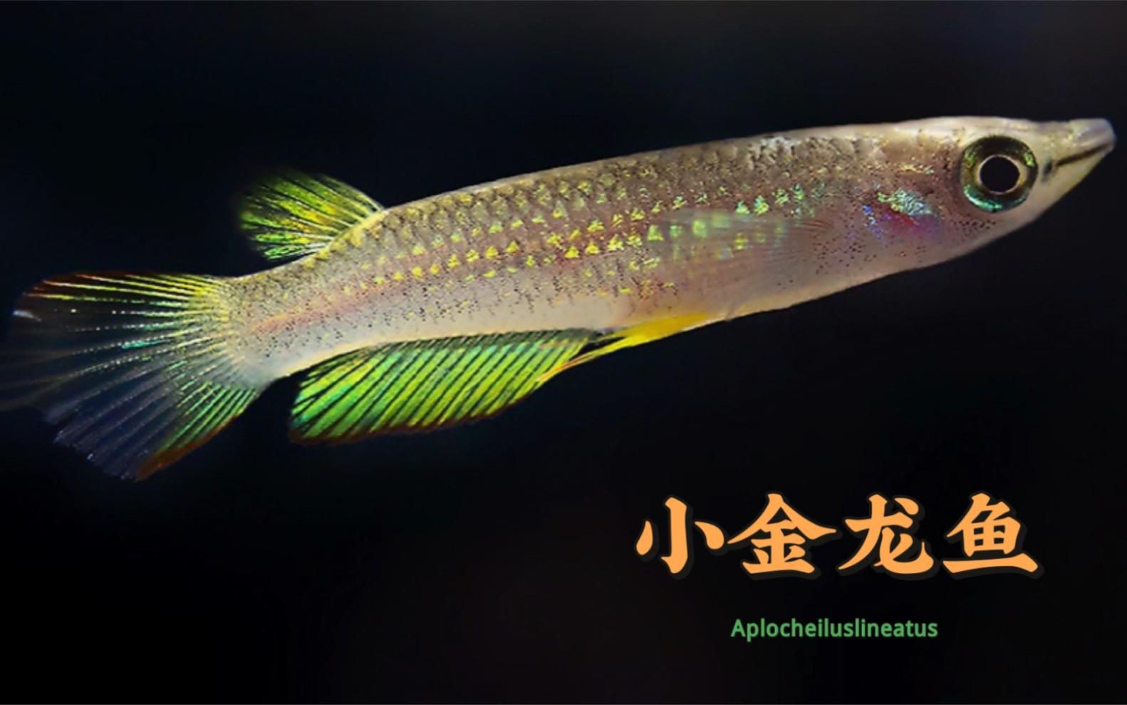 活體魚小金龍觀賞魚，活體魚小金龍的飼養與鑒賞