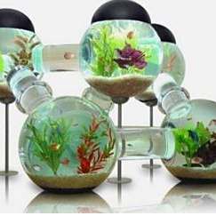 久治水族店，久治水族店有哪些特色產品