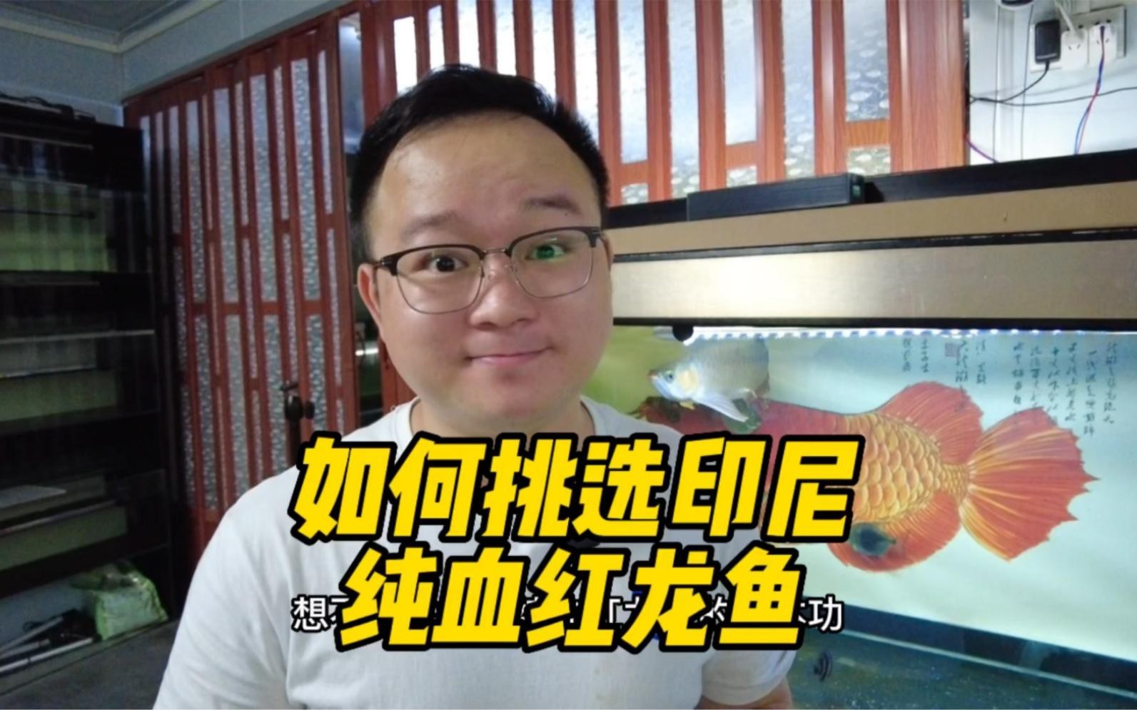 如何辨別紅龍魚的血統(tǒng)純正？，zili教你輕松辨別紅龍魚血統(tǒng)純正血統(tǒng)純正這一關(guān)鍵問題