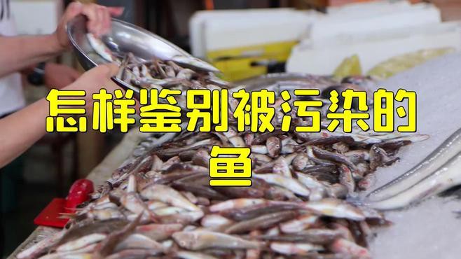 如何辨別福龍魚是否來自污染水域？，如何辨別福龍魚是否來自污染水域