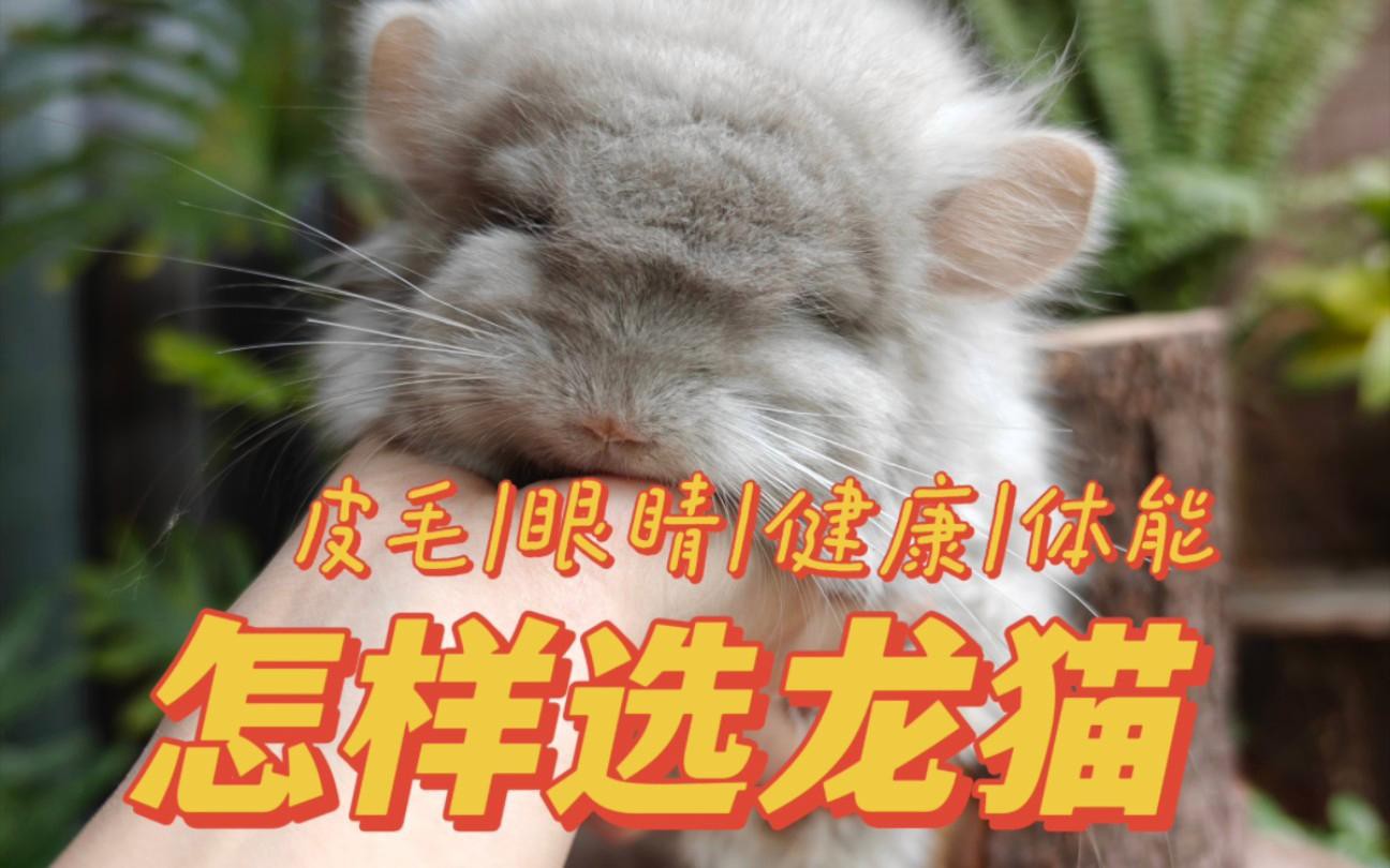 如何判斷龍貓是否健康？，判斷龍貓是否健康可從多方面入手健康龍貓的秘訣指南