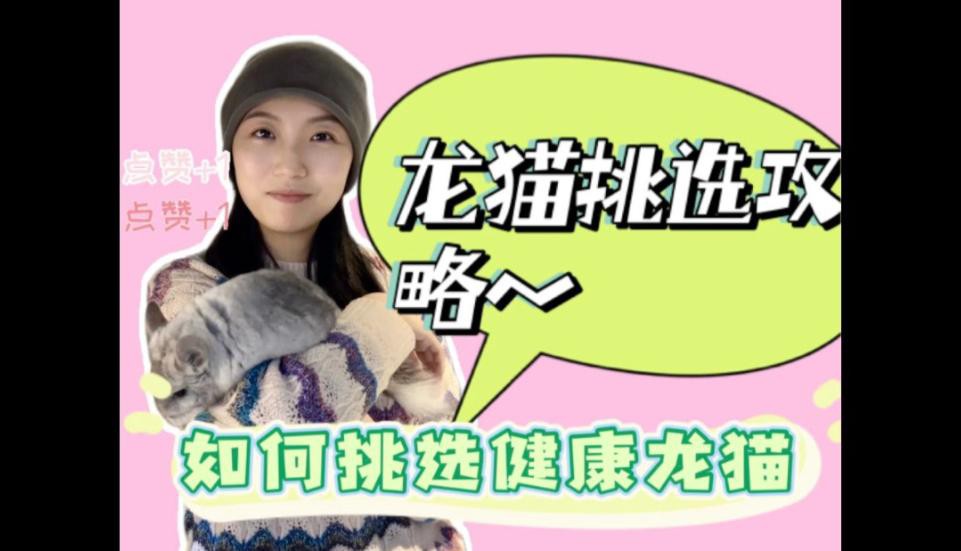 如何判斷龍貓是否健康？，判斷龍貓是否健康可從多方面入手健康龍貓的秘訣指南