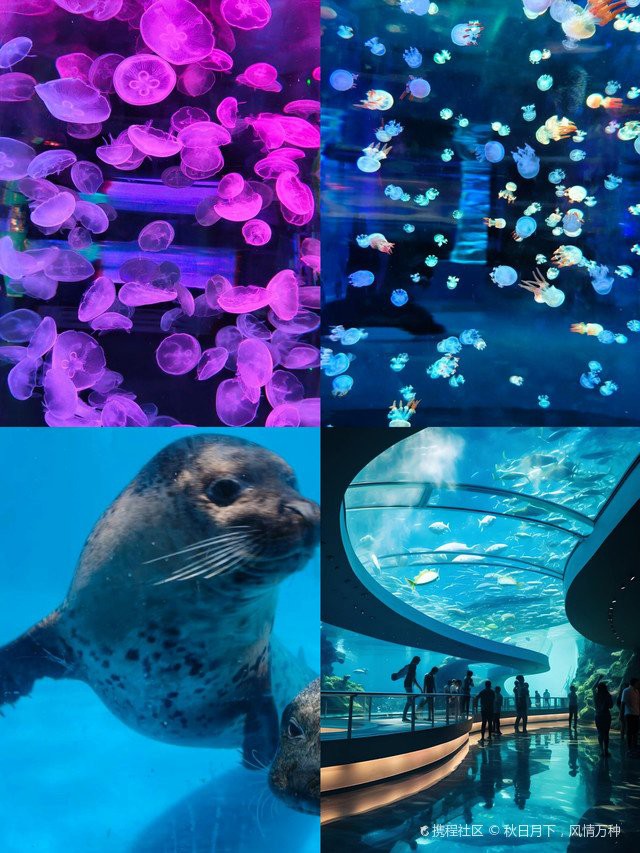 昆明水族店，昆明市盤龍區金水門水族店(昆明金水門水族店