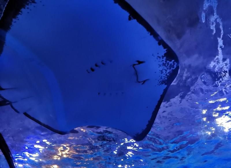 陽泉水族館，廣州陽泉海洋世界：陽泉海洋世界松緊繃的奇幻之旅