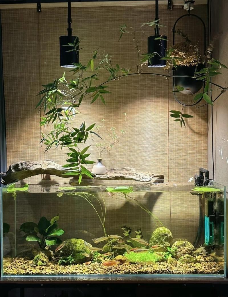 潮州魚缸維護，家庭魚缸維護攻略