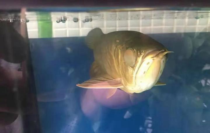 如何判斷龍魚蒙眼的嚴重程度？，如何判斷龍魚蒙眼的嚴重程度